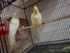 1 pair Active Lutino Cockatiel